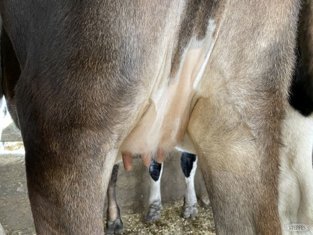 (7 Head) Holstein Crossbred springing heifers
